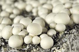 Witte champignon